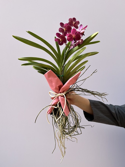 Orquídea Vanda Red Velvet