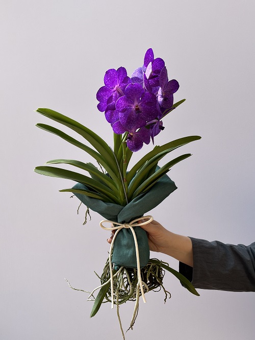 Orquídea Vanda Lilas