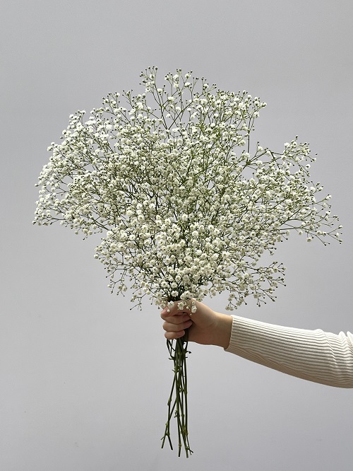 Gypsophilas