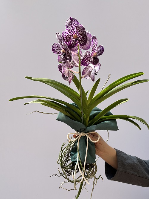 Orquídea Vanda Joanne Jones